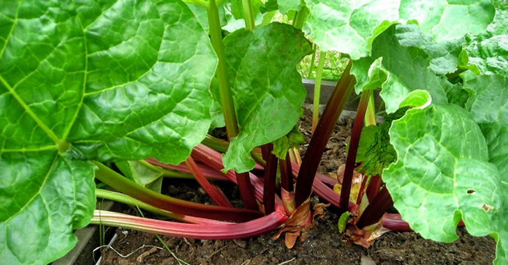 野菜の育て方 Net 野菜の育て方 Net